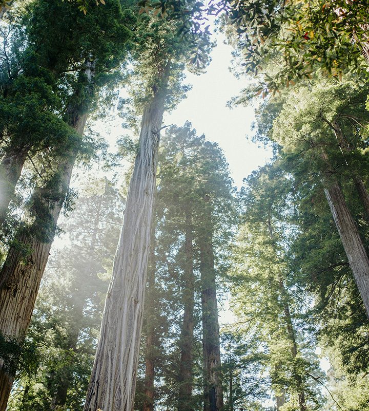 National Redwood Park charges plan