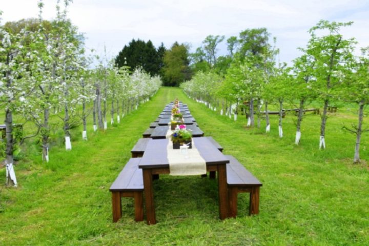 The Ultimate Appeal of Orchard Wedding Venues for Couples Seeking an Idyllic and Serene Setting